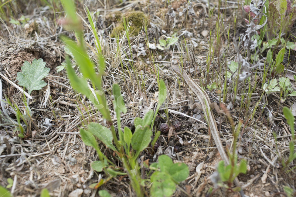 도롱뇽,도마뱀,바닥,식물,plant,ground,파충류,양서류,reptile,amphibian