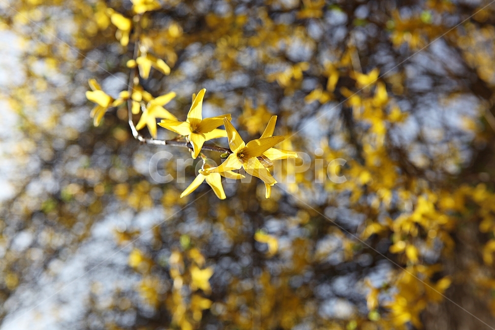 개나리,개나리꽃,꽃,봄꽃,노란꽃,봄,식물,자연,공원,식물,자연,plants,nature,꽃,flower