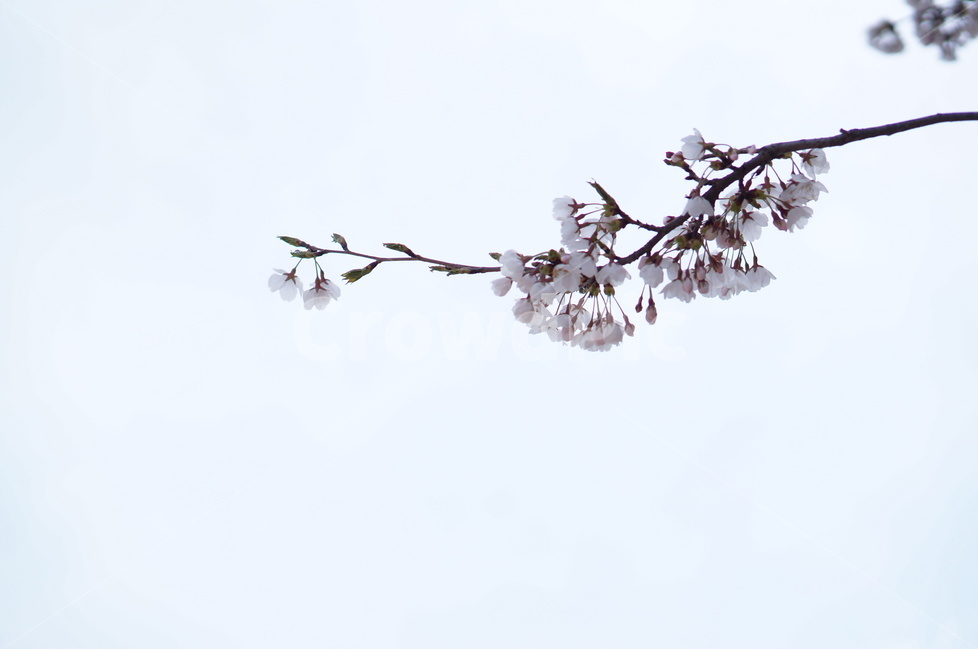 벗꽃,흰구름,4월,파랑하늘,하늘하늘,맑음,봄,계절,spring,season,식물,자연,plants,nature,꽃,flower,plant