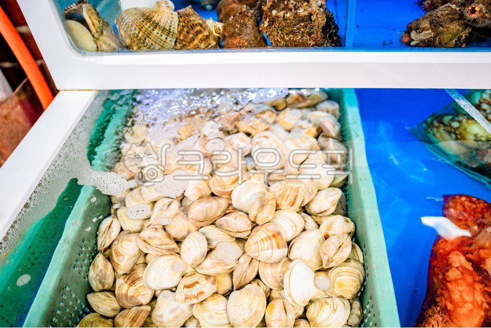 Sashimi Restaurant Aquarium,Sashimi restaurant clam,clam,aquarium,raw fish restaurant