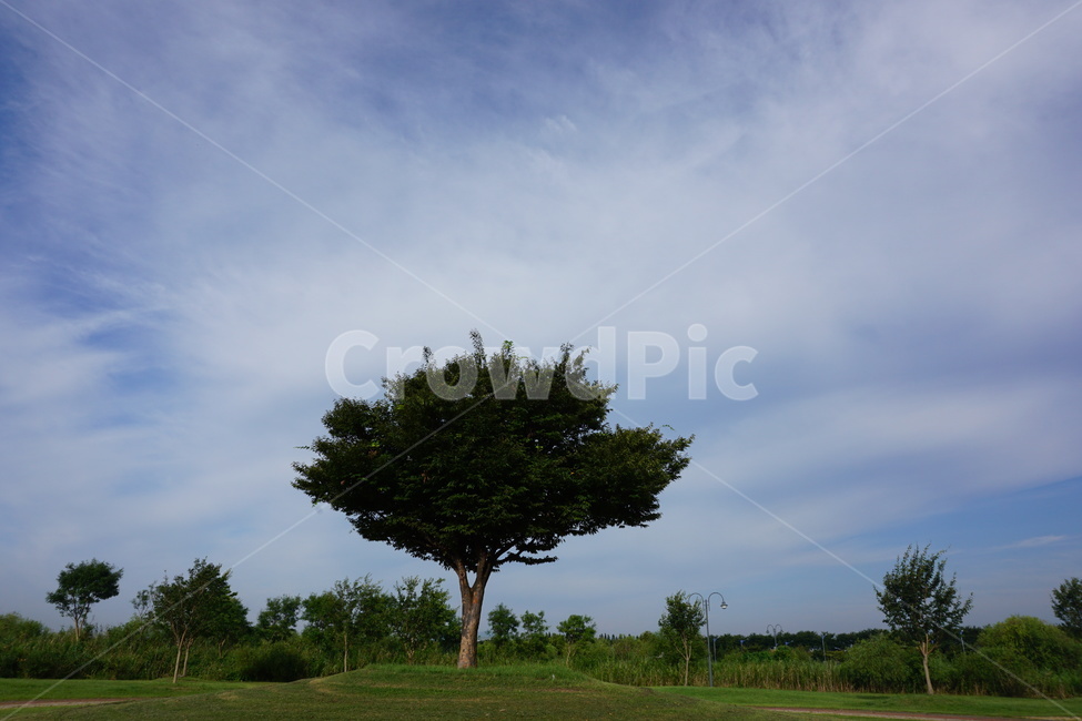 tree,나무,plant,식물,하늘
