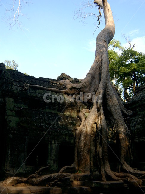 cambodia,캄보디아,앙코르와트,크메르,유적,유적지,뿌리,거대나무