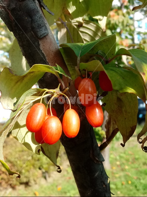 꽃,식물,plant,tree,붉은열매,열매,fruit,산수유,과일,열매,fruit