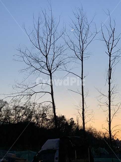 풍경,달,나무,그림자,저녁노을