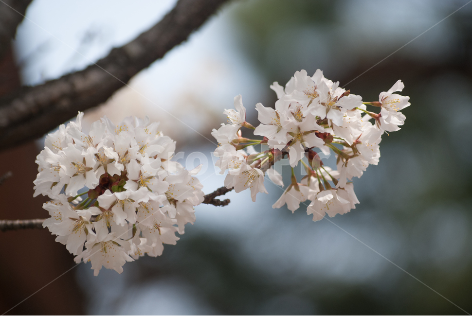 벚꽃,벚나무,봄,일본,식물,나무,4월,매크로,하얀,흰색,sakura,cherryblossom,spring,flower,꽃,개화,bloom,사쿠라,plant,봄,계절,spring,season,식물,자연,plants,nature,꽃,flower,blossom