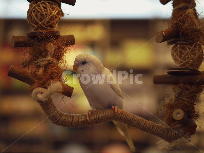 앵무새,동물,조류,새,사랑앵무새,parrot,animal,birds,잉꼬새,동물,animal,조류,새,birds
