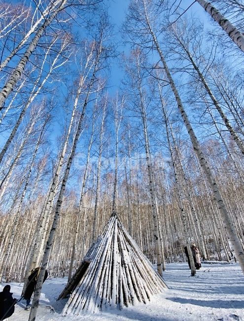 자작나무,자작나무숲,강원도인제자작나무숲,인제자작나무,숲,forest,산림,눈,설경