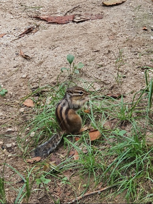 디람쥐,도토리,자연,동물,식물,동물,animal,포유류,mammal