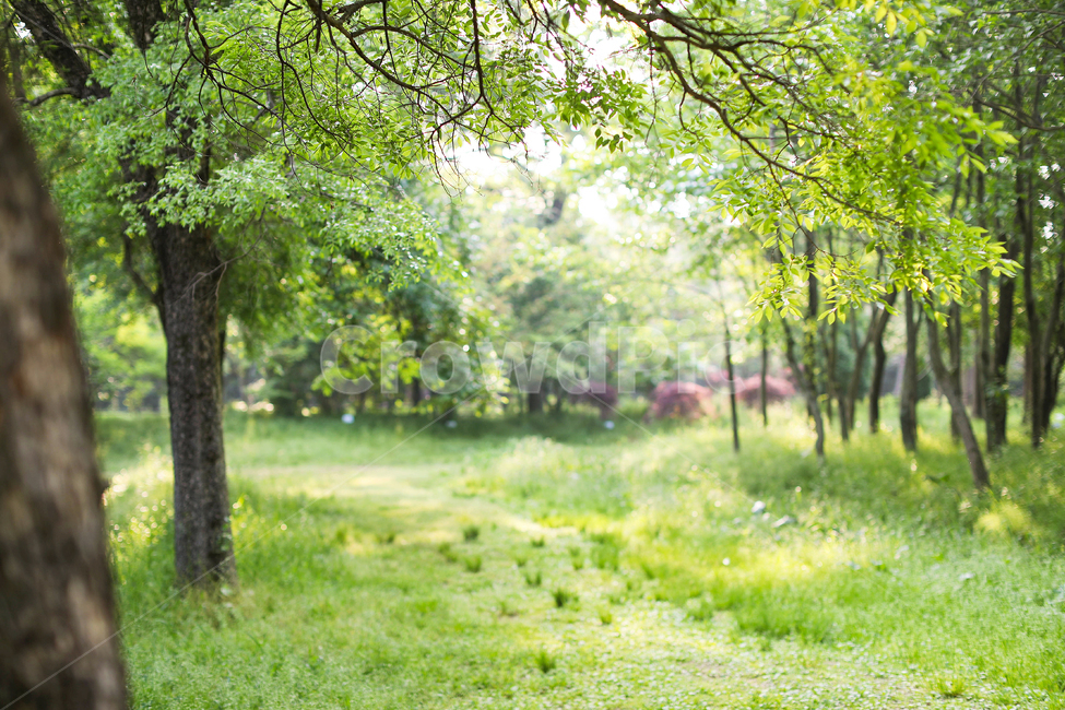 plant,초목,삼림지,자연,숲,나무줄기,공원,forest,treetrunk,숲길,나무,자연,풍경,nature,landscape,tree,식물,vegetation,outdoors,옥외,land,땅,woodland,tree trunk,나무 줄기