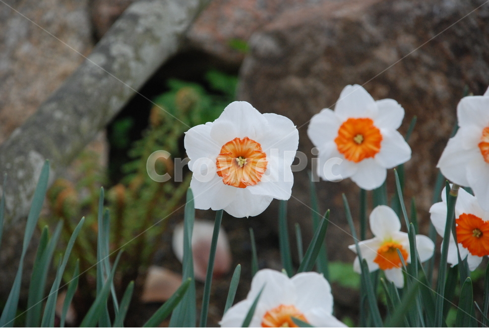 자연,식물,꽃,수선화,정면샷,식물,자연,plants,nature,꽃,flower
