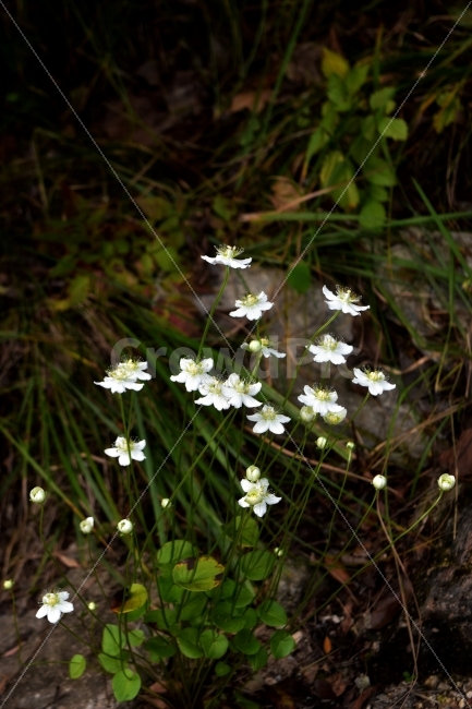 물매화,가을,야생화,강원도,꽃,식물,식생,자연,생태,식물,자연,plants,nature,꽃,flower