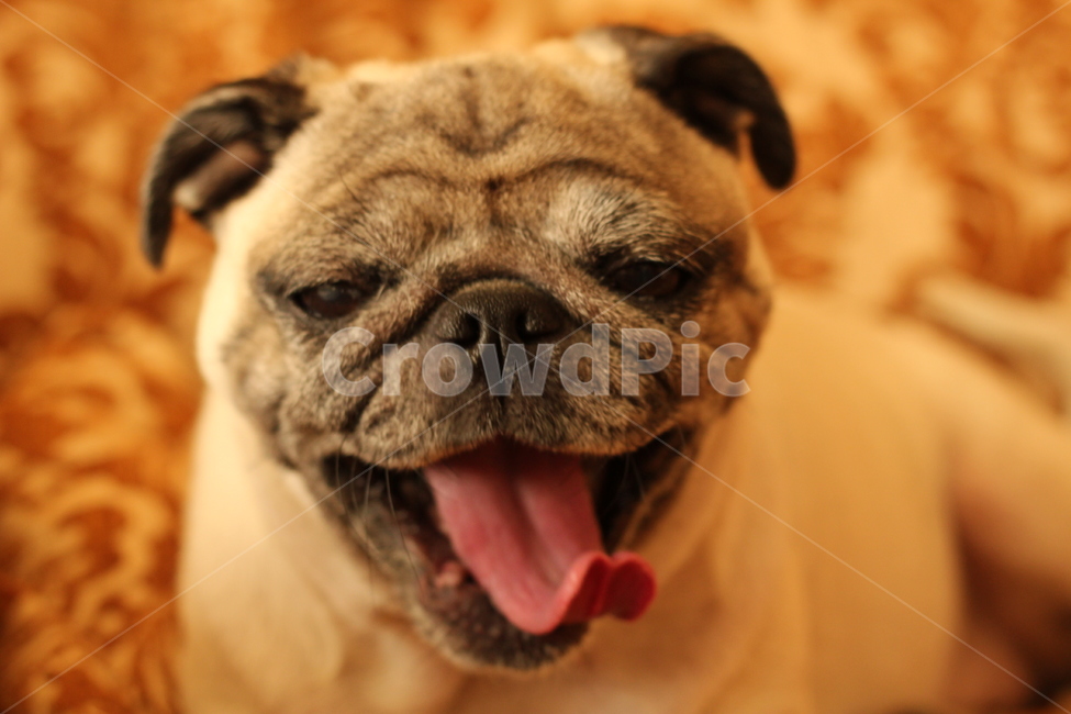 하품,강아지,애완동물,퍼그,귀여움,동물,animal,포유류,mammal,개,강아지,dog,doggy