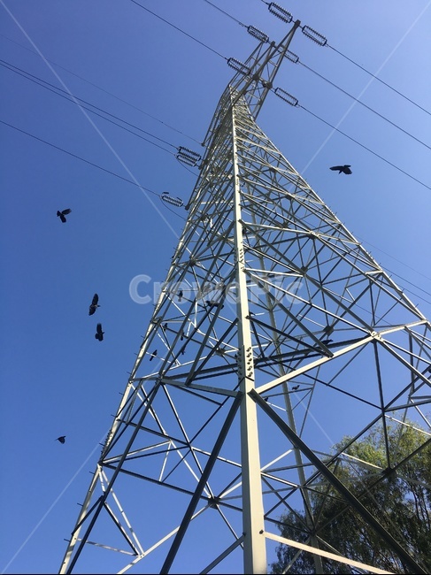 cable,케이블,powerlines,전력선,electrictransmissiontower,송전탑,까마귀,crow,동물,animal,조류,새,birds,에너지산업,energy industry