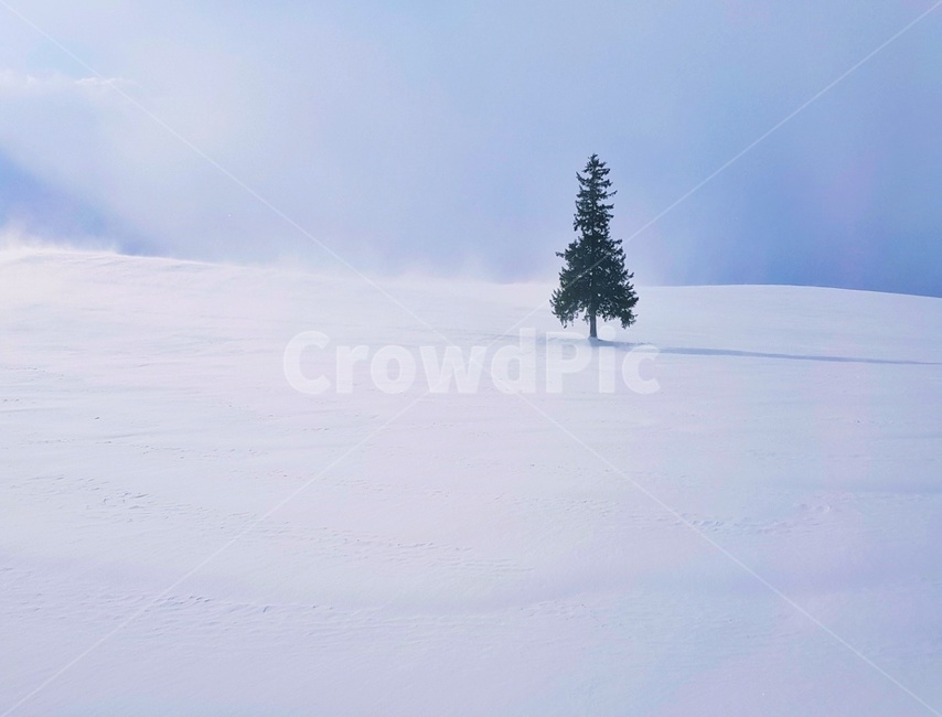 눈,삿포로,비에이투어,크리스마스트리,훗카이도,겨울,겨울,계절,winter,season,자연,풍경,nature,landscape,해외,외국,세계,foreign,oversea,world,세계자연풍경,해외자연풍경,외국자연풍경,world nature landscape,식물,plants,나무,trees,wood,plant,tree,abies,아비,fir,전나무