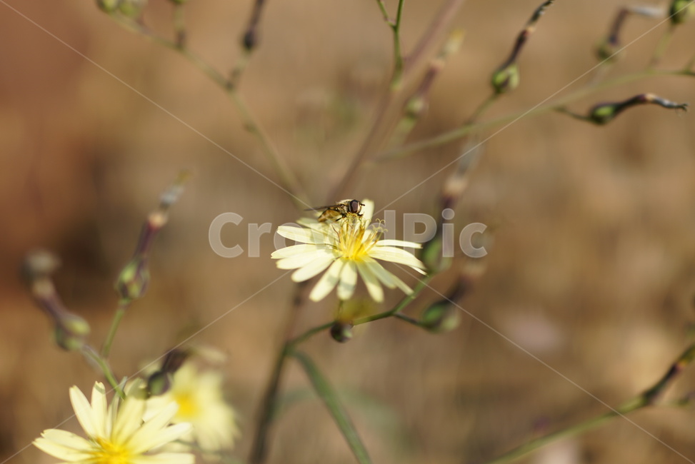 꽃,꽃파리,노란색,보케,자연,식물,자연,plants,nature,꽃,flower,동물,animal,곤충,벌레,insect,bug