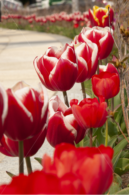 flower,식물,꽃,plant,튤립,봄꽃,5월의꽃,꽃길
