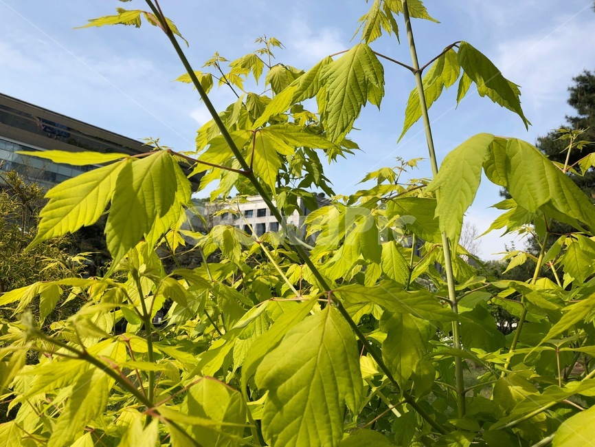 나무,잎사귀,여름,leaf,풀,도심