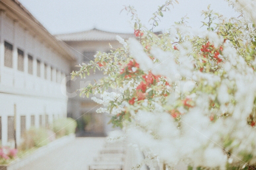 경복궁,꽃,궁,대한민국,아름다운,자연,전통,거리,감성사진,하늘,일상,따뜻함,korea,film,nature,street,sensitive,daily,warm,tradition,식물,자연,plants,nature,감성,sensible,feeling,꽃,flower