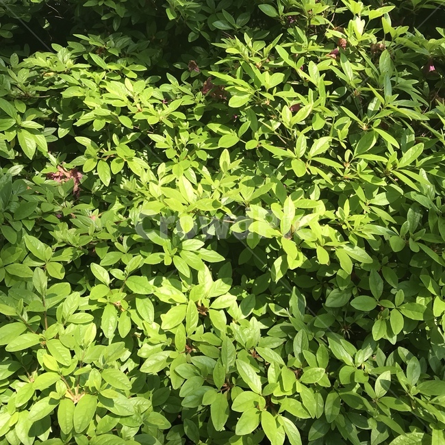 자연,나무,봄,빛,초록,nature,tree,spring,light,shine,green,식물,자연,plants,nature