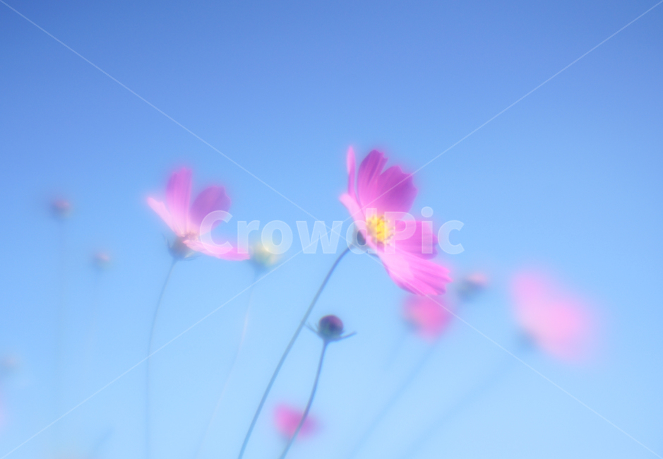 꽃,야생화,코스모스,가을,식물,자연,가을,계절,fall,autumn,season,식물,자연,plants,nature,꽃,flower,plant,petal,꽃잎,blossom