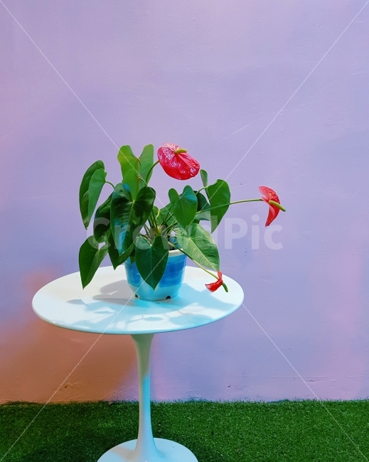 꽃,화분,감성,색감,힐링,카페,분홍색,묘한,핑크,잔디,풀,벽,장식,인테리어,디자인,예술,식물,자연,plants,nature,꽃,flower,색깔,색상,색채,색감,color sense,color sensitivity,feeling of color,인테리어,실내디자인,interior design