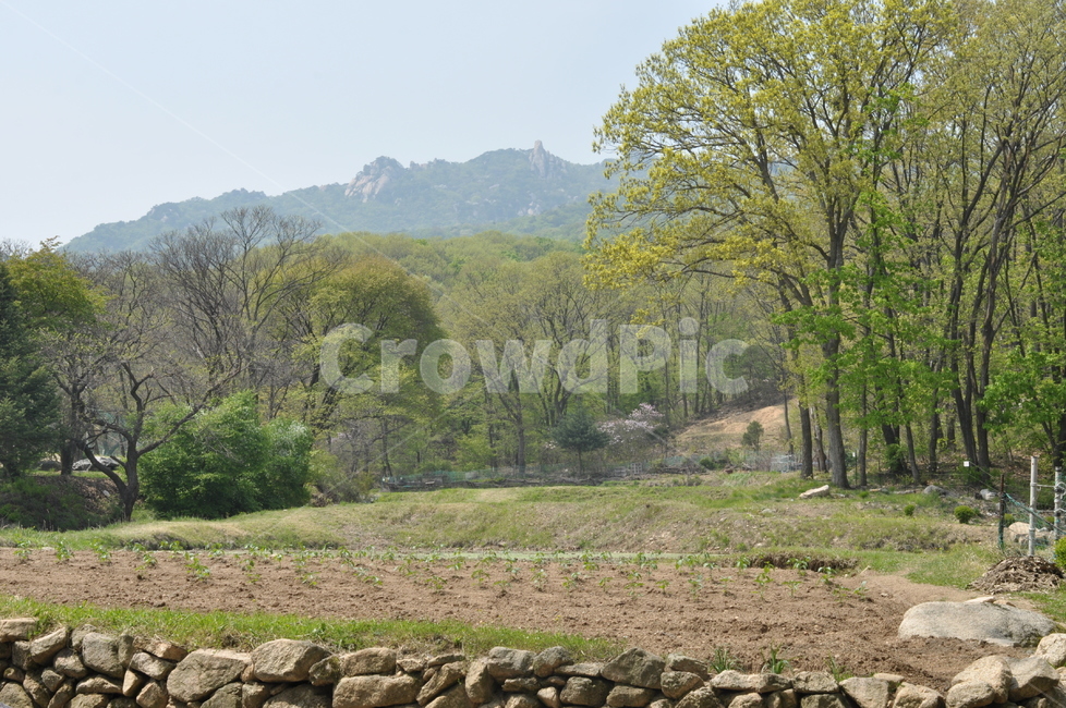 자연,풍경,봄,나무,녹음,봄풍경,봄,계절,spring,season,자연,풍경,nature,landscape,outdoors,옥외
