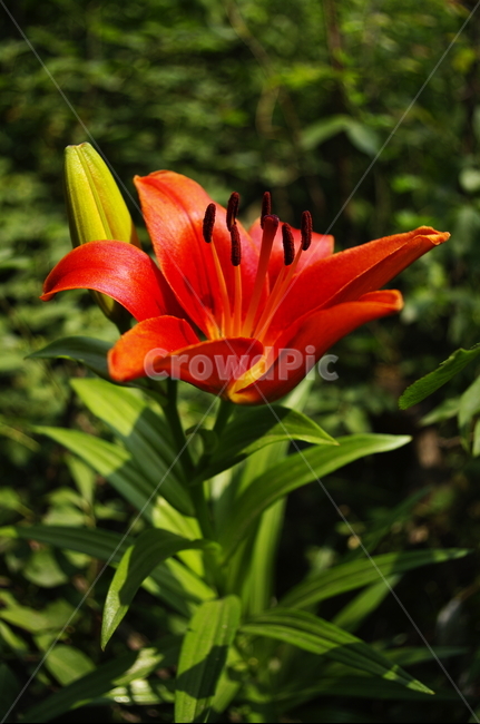 꽃,flower,식물,plant,자연