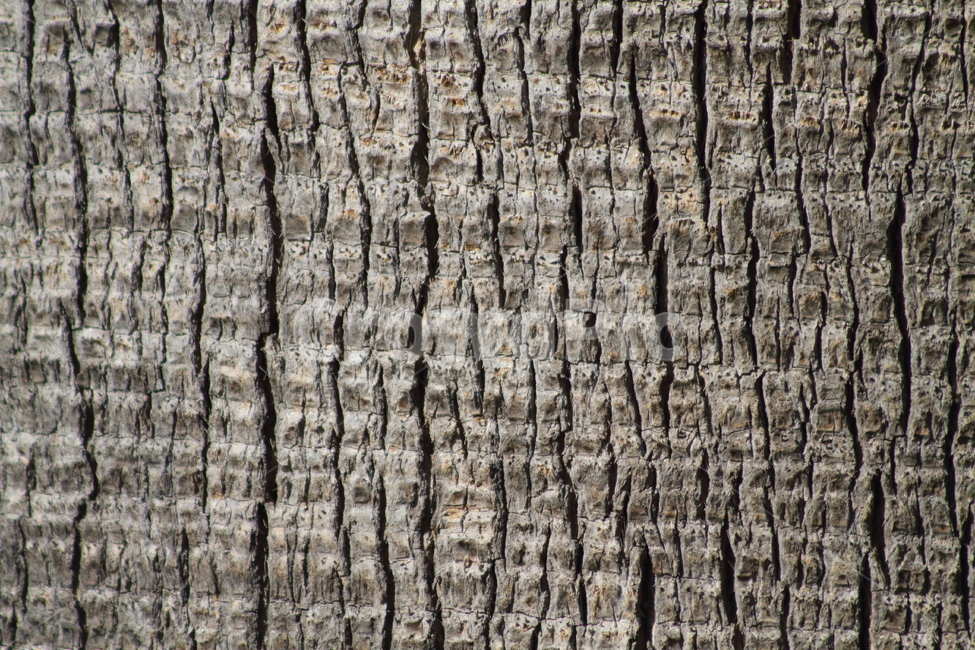 야자수나무,줄기,껍질,식물,palm,나무껍질,수피,텍스처,질감,패턴,texture,pattern