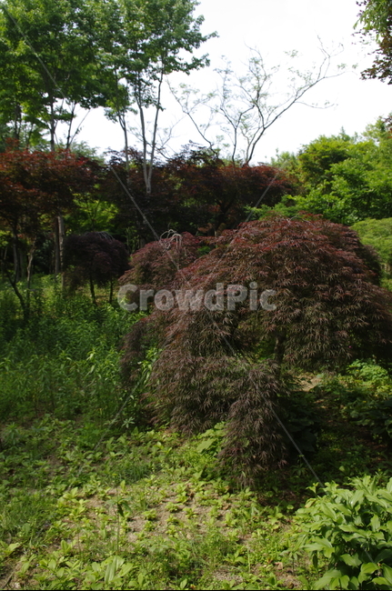 숲,초록,나무,잎,식물,plant,계절,봄,spring,자연,풍경,nature,landscape,tree