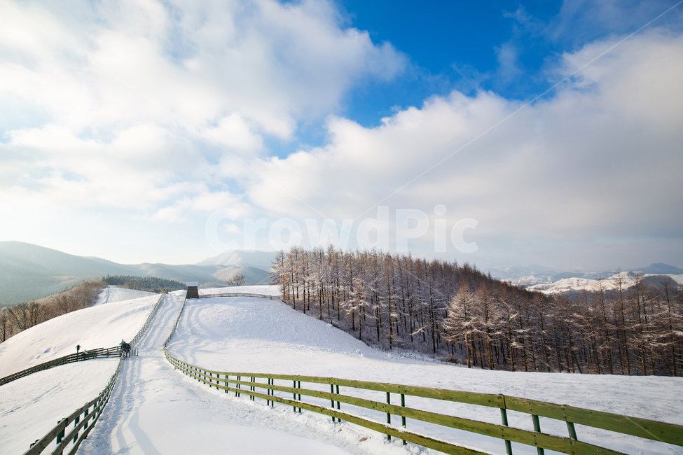 겨울,눈꽃,설경,강원도,눈,나무,폭설,화이트,블루,파란하늘,winter,snow,자연,난간,handrail,banister,nature,대관령,양떼목장,풍경,풍경배경,배경,겨울배경