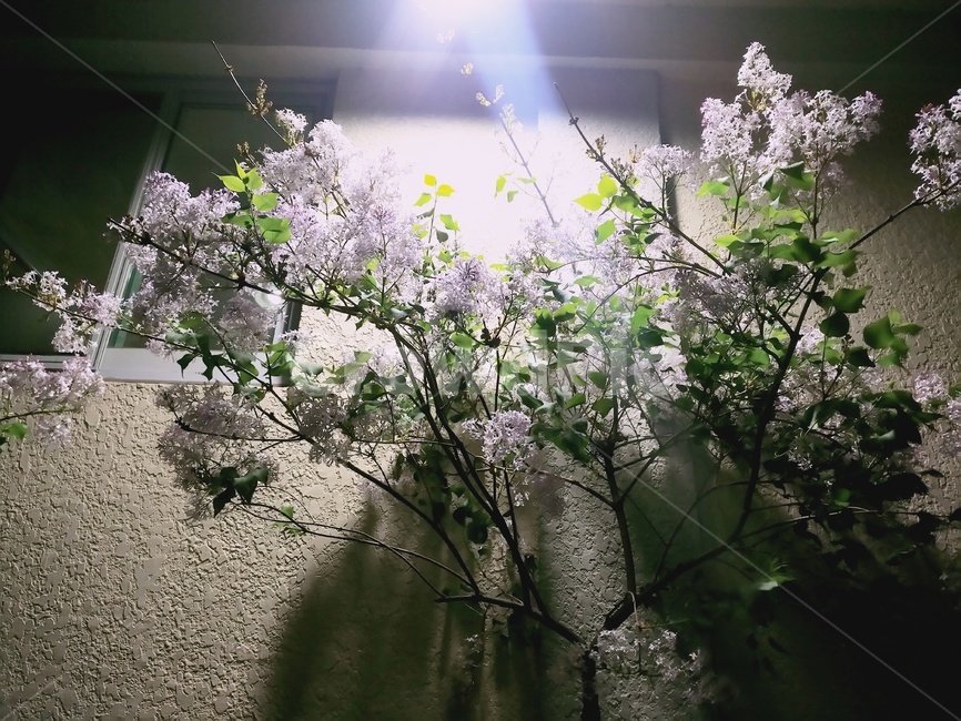 식물,꽃,flower,plant,빛