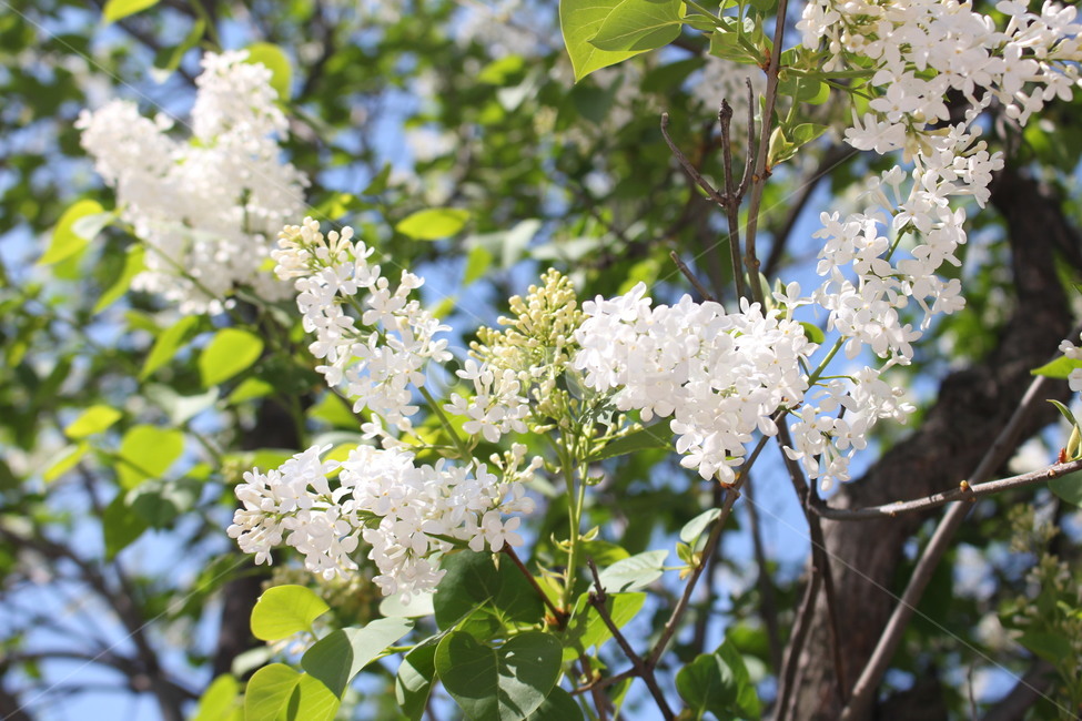 라일락,하얀라일락,lilac,lilacflower,흰색꽃,spring,tree,라일락나무,자연,whitelilac,라일락꽃,봄,plant,식물,blossom,꽃,flower