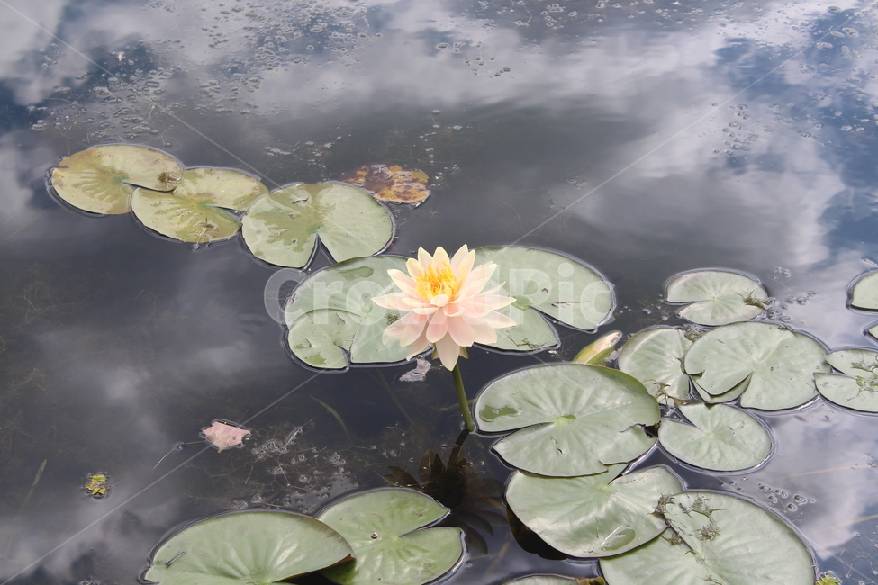 plant,식물,flower,꽃,수련,식물,자연,plants,nature,꽃,flower