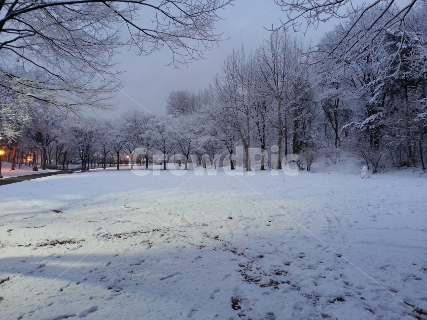 눈,공원,나무,겨울,고즈늑한,겨울,계절,winter,season,자연,풍경,nature,landscape,outdoors,옥외