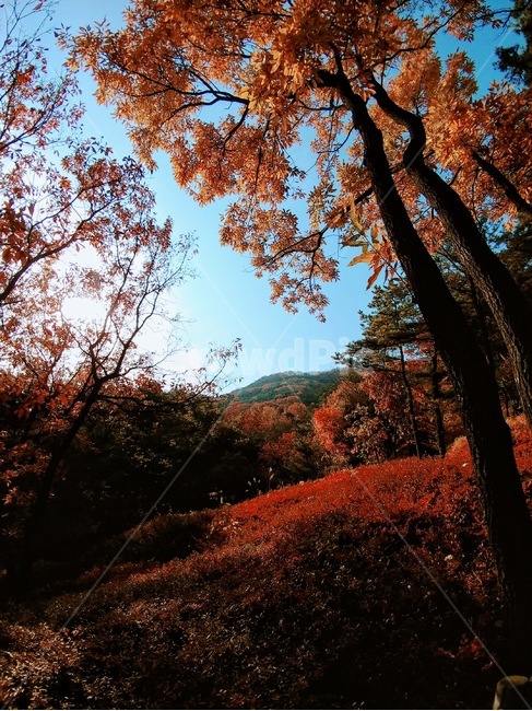가을숲,가을산,낙엽,단풍,가을숲속,가을풍경,autumnleaves,가을나무