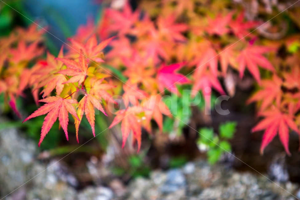 단풍,가을,낙엽,울긋불긋,가을색,추색,fall,감성,autumn,autumnleaves,leaves,가을,계절,fall,autumn,season,식물,자연,plants,nature,leaf,잎,plant,tree,나무