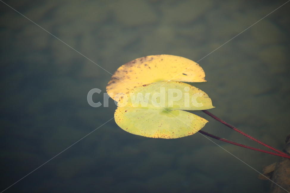 수련,단풍,잎,가을,redleaves,식물,자연,plants,nature