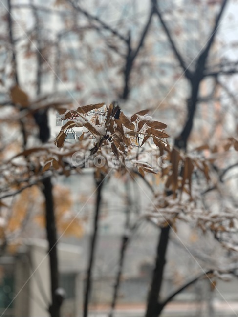 snow,눈,ice,자연,나무