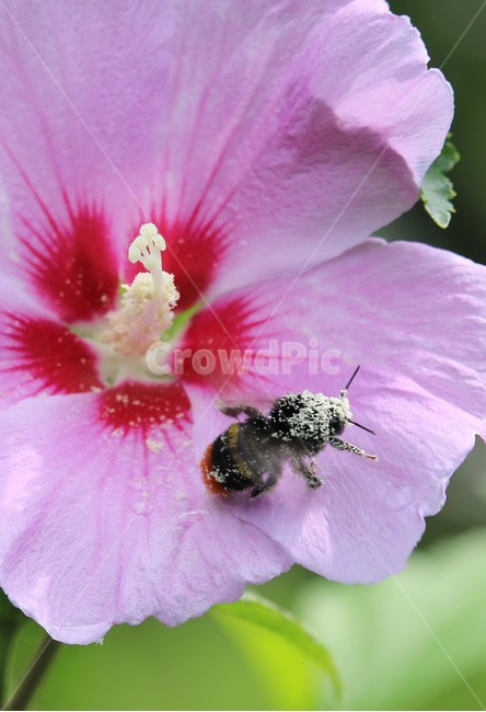 꽃순,벌,열중,꿀벌,욕심,집중,식물,자연,plants,nature,꽃,flower,동물,animal,곤충,벌레,insect,bug