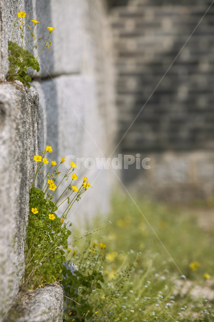 돌담,꽃,고궁,노란꽃,yellow,flower