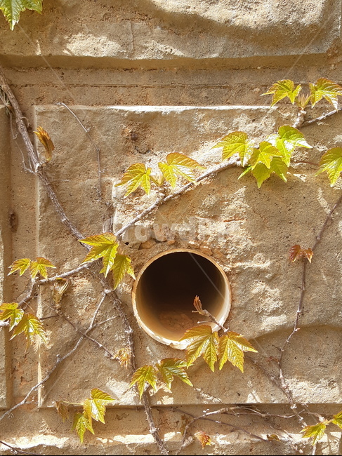 봄,spring,식물,덩쿨,하수구