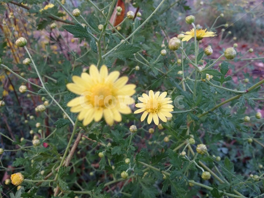 plant,식물,꽃,flower,자연,식물,자연,plants,nature,꽃,flower