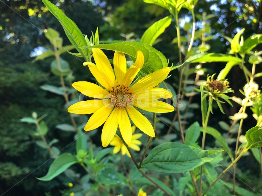 식물,자연,꽃,초록,잔디,풀,정원,들꽃,들풀,수목원,맑음,빛,생명,생동감,garden,light,nature,flower,leaf,pink,green,color,colorful,life,lighting,natural,sunny,pinkflower,road,small,ground,땅,view,싱그러운,생기,계절,봄,여름,노랑,해바라기,식물,자연,plants,nature,꽃,flower