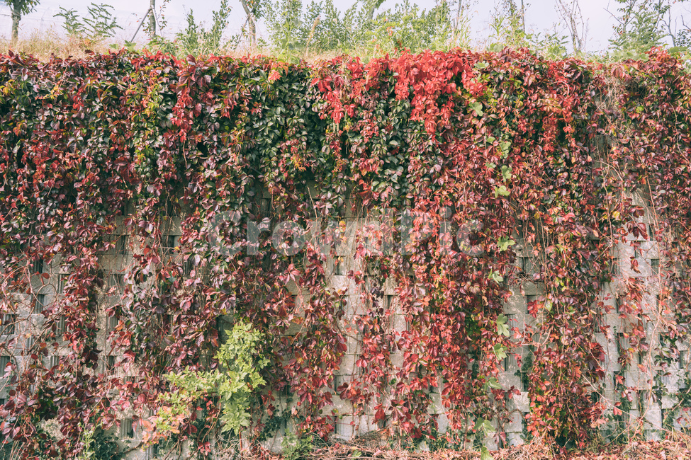 가을풍경,가을,단풍,꽃,식물,시골,landscape,autumn,october,가을들판,들판,단풍놀이,전원풍경,자연,가을,계절,fall,autumn,season,식물,자연,plants,nature,plant