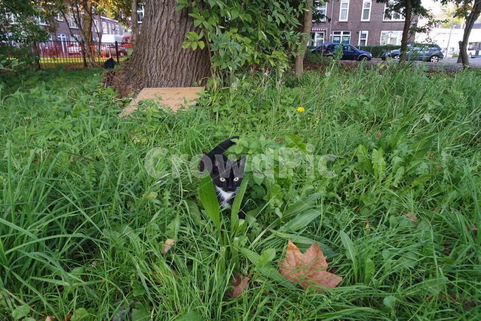 고양이,길고양이,동물,cat,자연