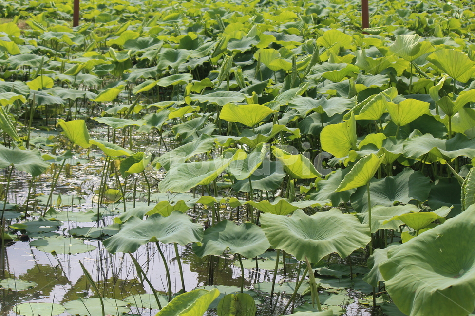 연잎,물레방아,물,봄,여름,개구리,왕눈이,식물,자연,plants,nature