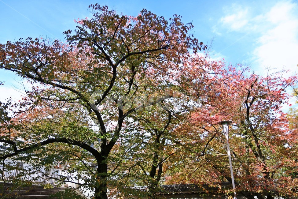 단풍,maple,단풍나무,mapletree,가을,식물,자연,plants,nature,나무,trees,wood