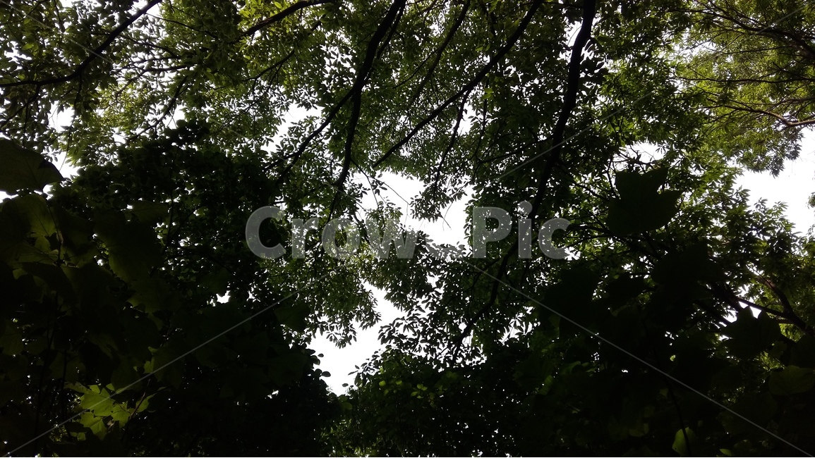 숲,나무,자연,풍경,산책,자연,풍경,nature,landscape,tree,plant,식물