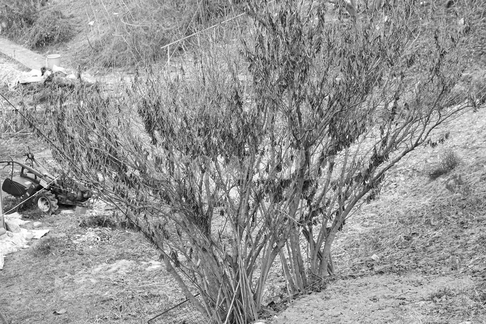 겨울,나무,흑백,빈티지,추상,감성,blackandwhite,cold,plant,nature,자연,식물,자연,plants,nature,나무,trees,wood,흑백,모노톤,monochrome,black and white