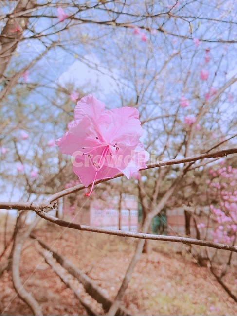 봄꽃,꽃,봄,분홍,철쭉